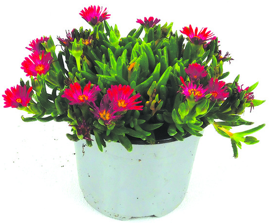 Delosperma pot 10,5 cm
