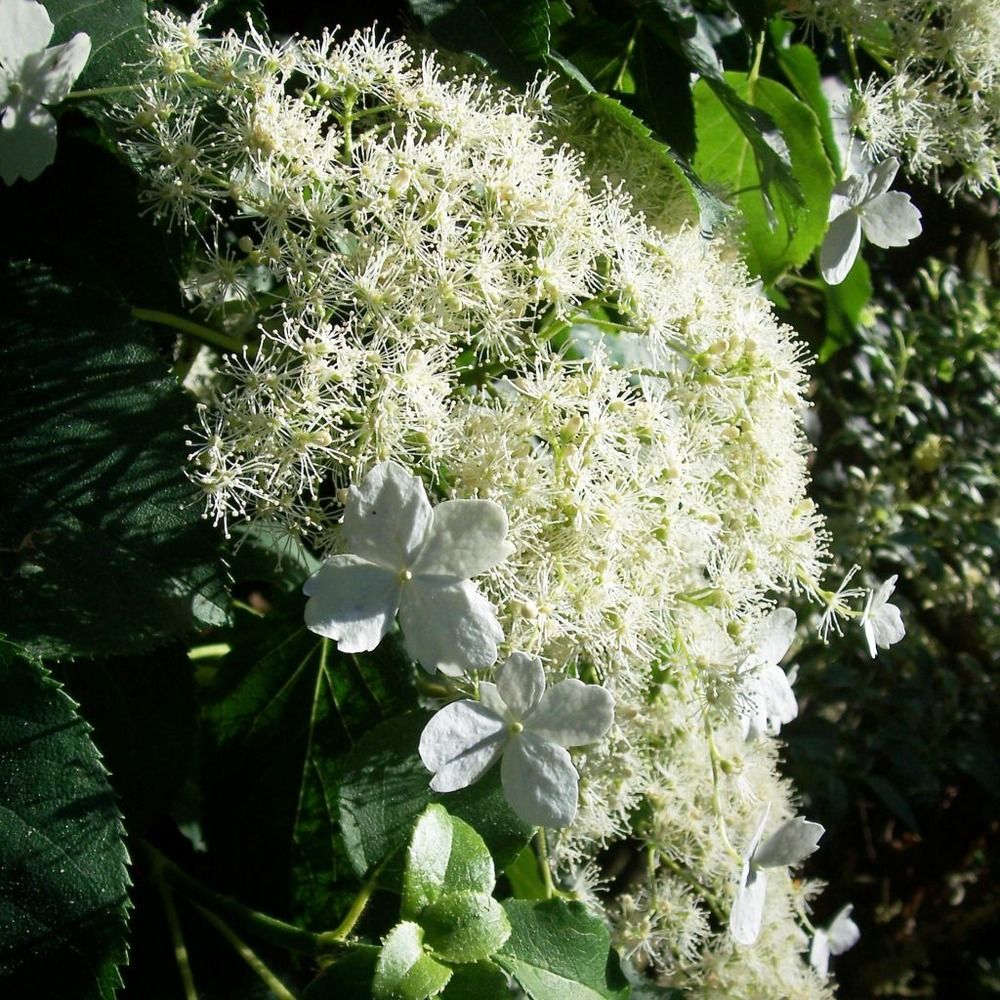 Hortensia grimpant godet de 8/9 cm