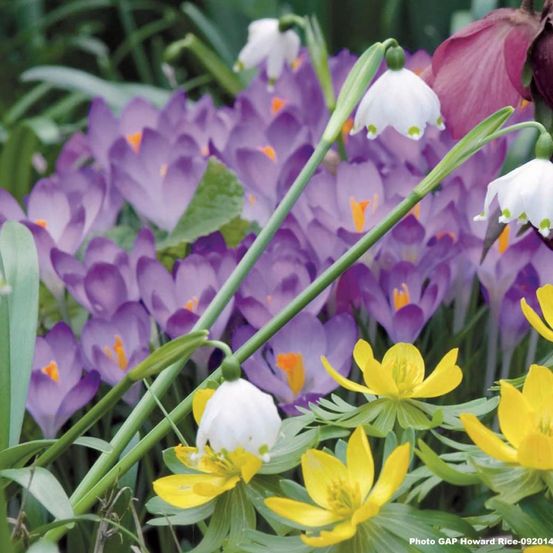 Crocus du paysan 'lilac beauty' bulbe calibre 5+ (par 25)