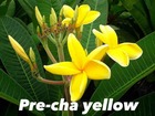 Plumeria rubra "pre cha yellow" (frangipanier)   jaune - taille pot de 2 litres ? 20/30 cm