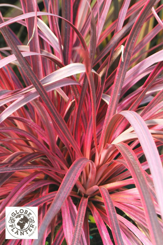 Cordyline 'salsa' - en pot de 5 litres