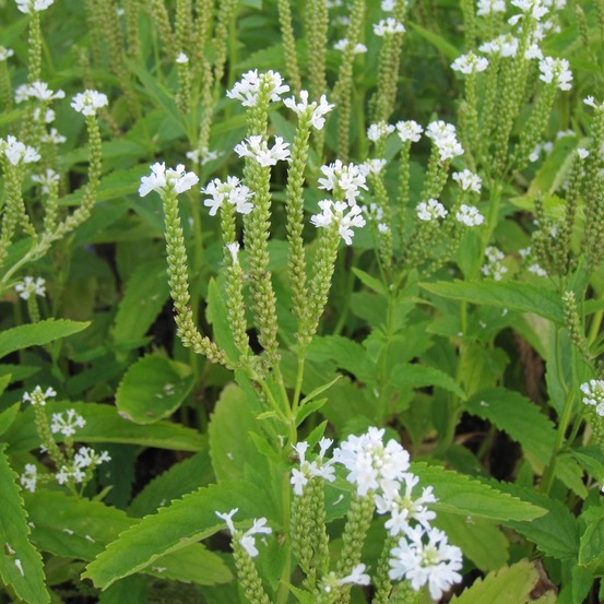Verveine hastée 'alba' godet de 8/9 cm