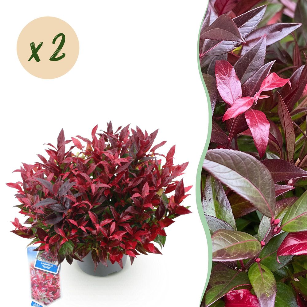Leucothoé 'zeblid' - lot de 2 - pot 17 cm - hauteur 40 cm