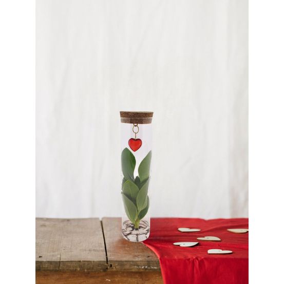 Clusia en tube et bijou coeur