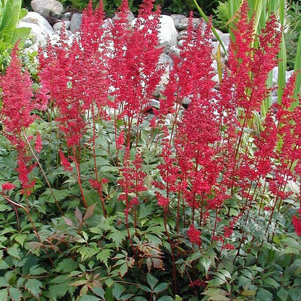 Astilbe du japon 'montgomery' pot de 2l/3l