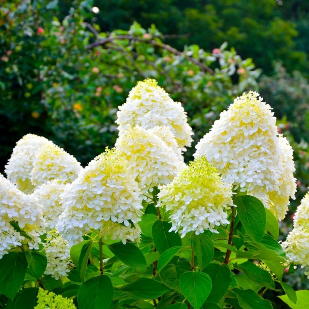 Hortensia paniculé 'bobo' (hydrangea paniculata)