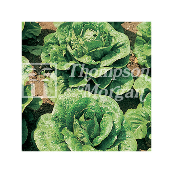 Laitue miniature 'tom thumb' le sachet de 1000 graines environ (1,5g)