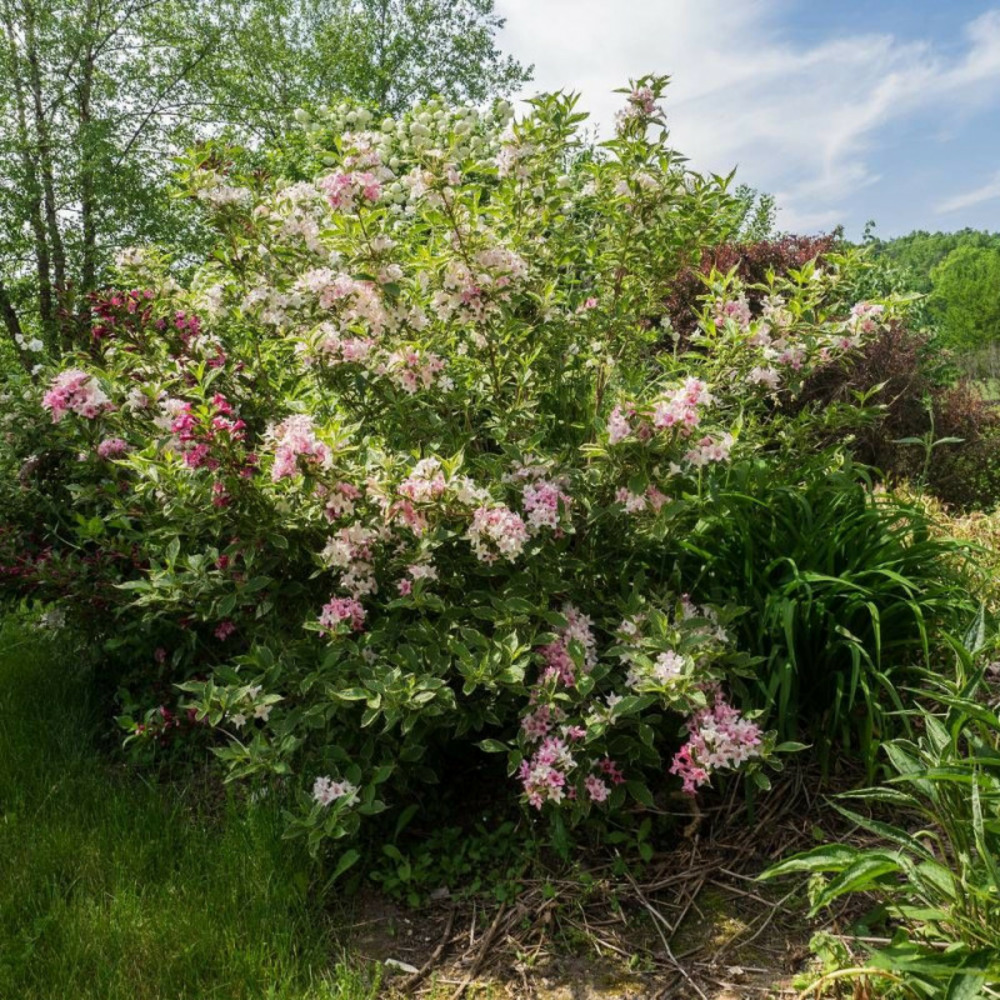 Weigela panaché, weigelia pot de 4l - 40/60 cm
