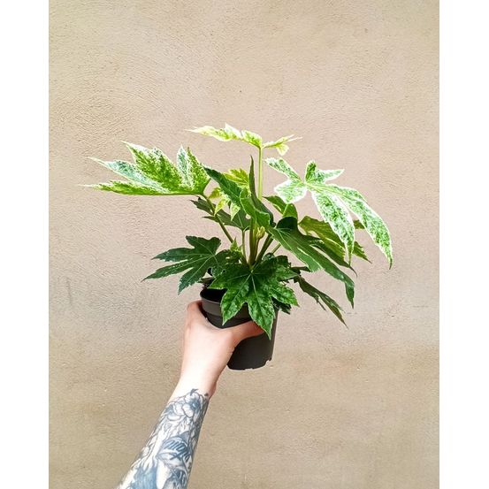 Fatsia japonica variegata - aralia du japon panaché d. 14cm h. 45cm - plante d'intérieur
