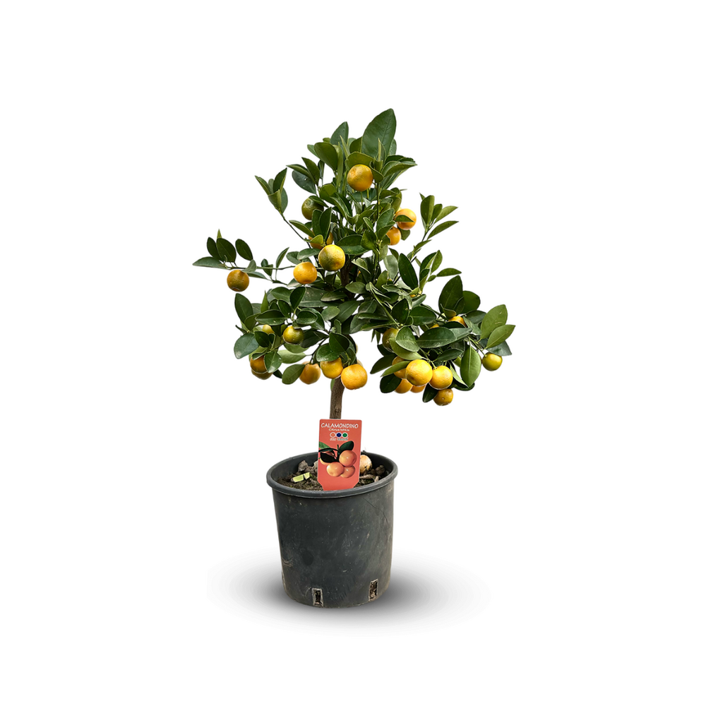 Mandarinier calamondin - agrume méditerranéen - arbre fruitier - ↕ 45-50 cm - ⌀ 18 cm - agrume d'intérieur