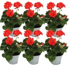 Géraniums sur pied - pelargonium zonale - pot 12cm - set de 6 plantes - rouge clair