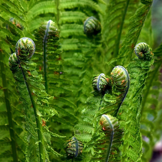 Fausse fougère mâle affinis godet - 5/20 cm