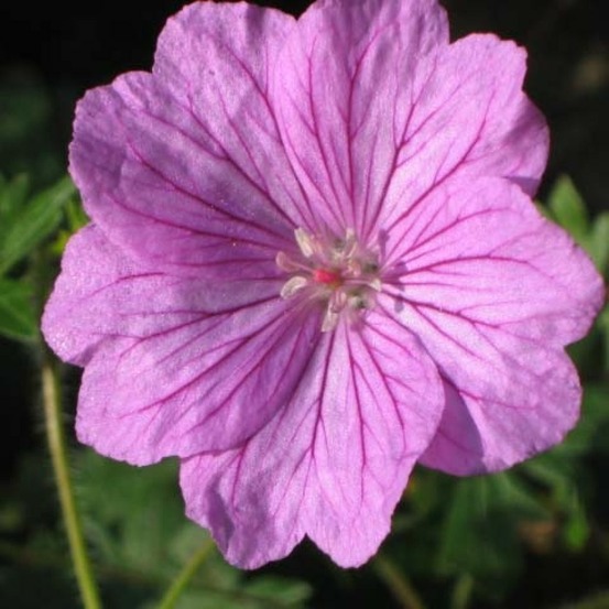 Géranium vivace 'blushing turtle' godet de 8/9 cm