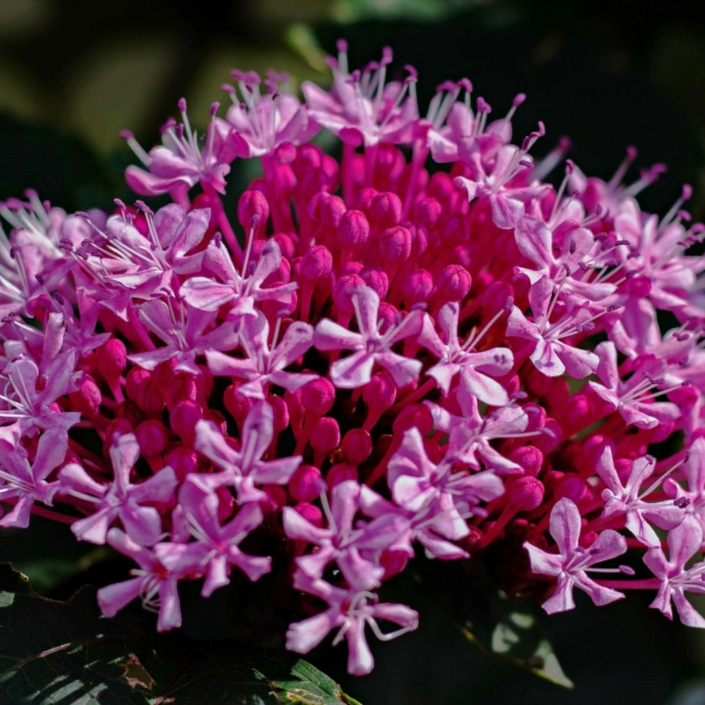 Clérodendron pink diamond pot de 1,5l - 20/50 cm