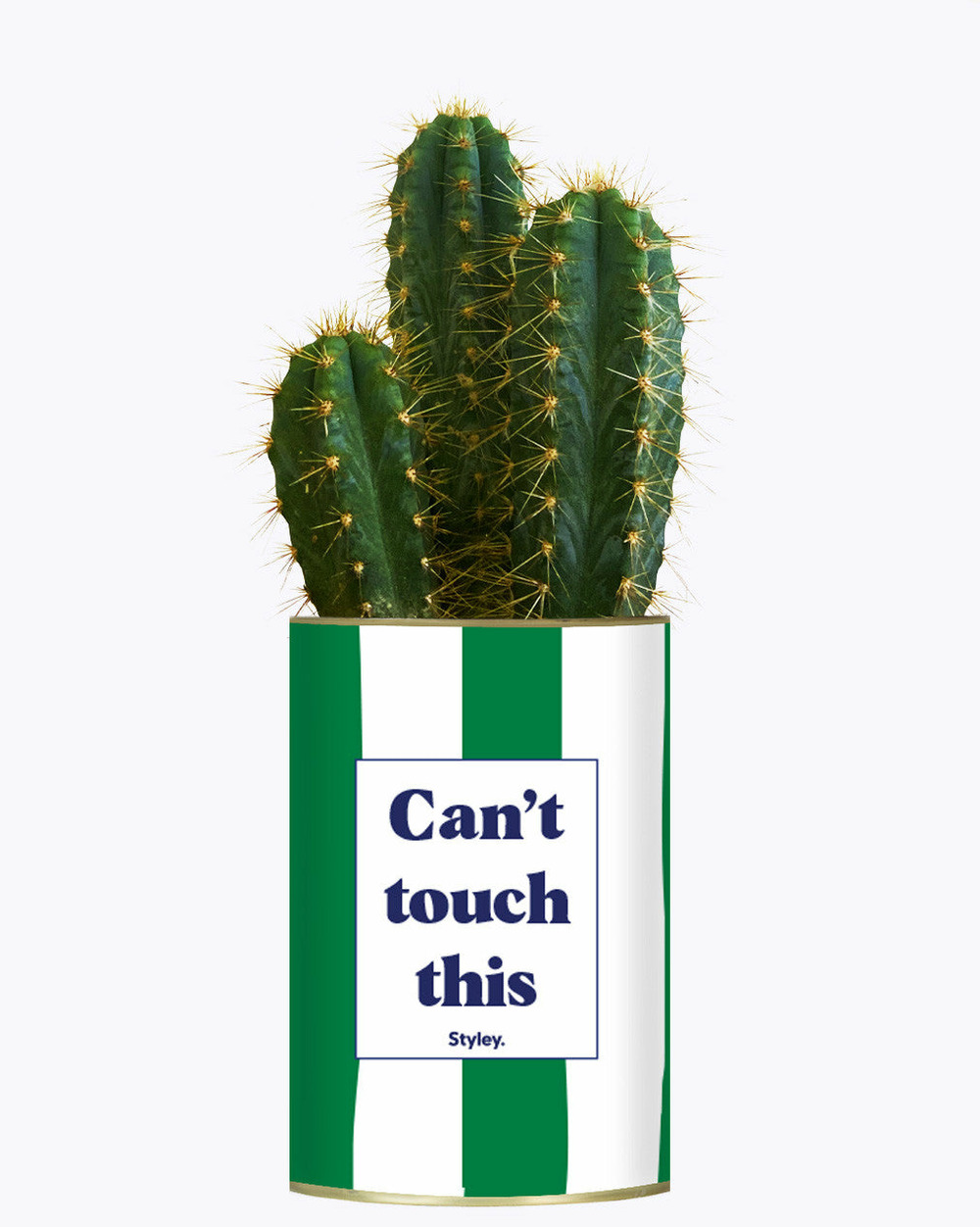 Plante personnalisée - can't touch this - plante