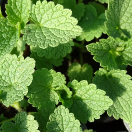 Lamier maculé album - sans traitement lot de 3 godets