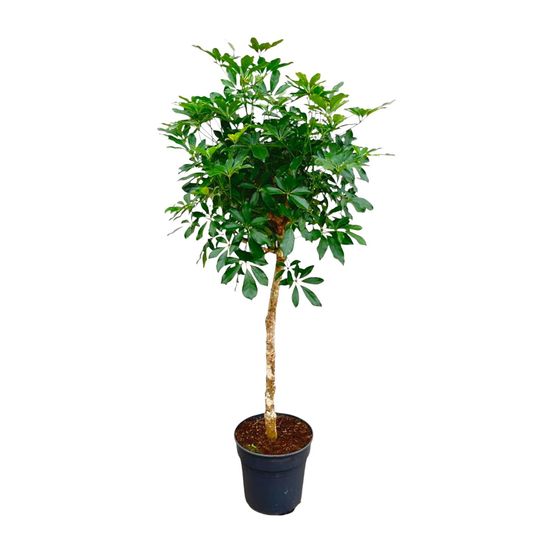 Schefflera - plantes d'intérieur