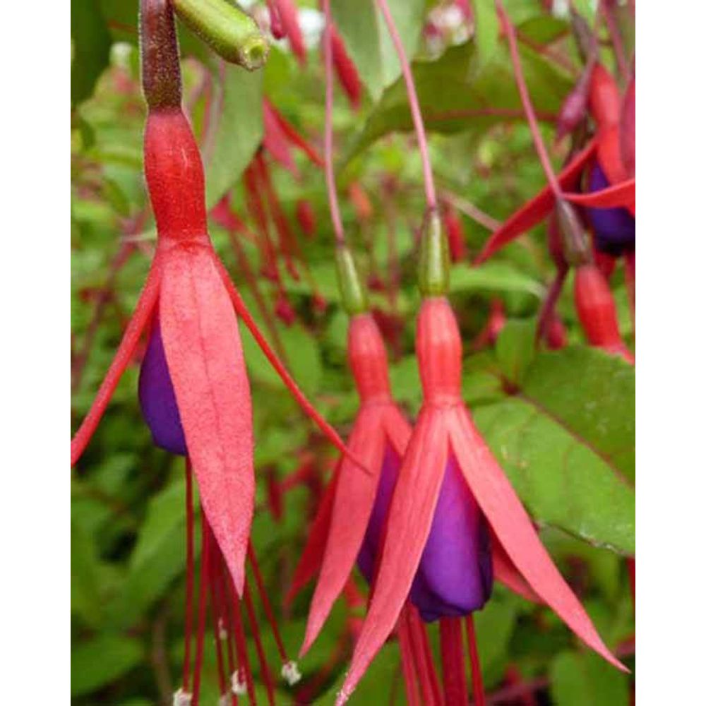 Fuchsia rustique à feuilles pourpres, le pot / ø 9cm | Truffaut