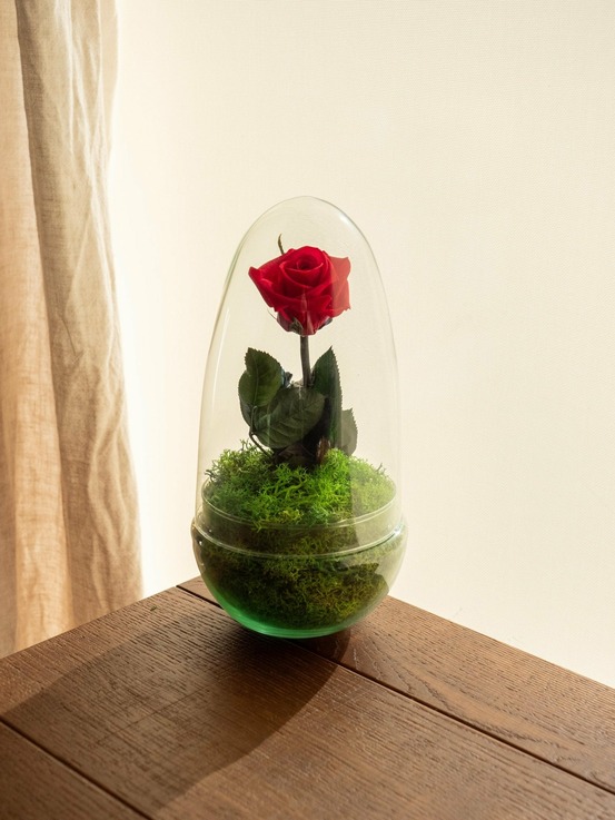 Terrarium rose éternelle - rose