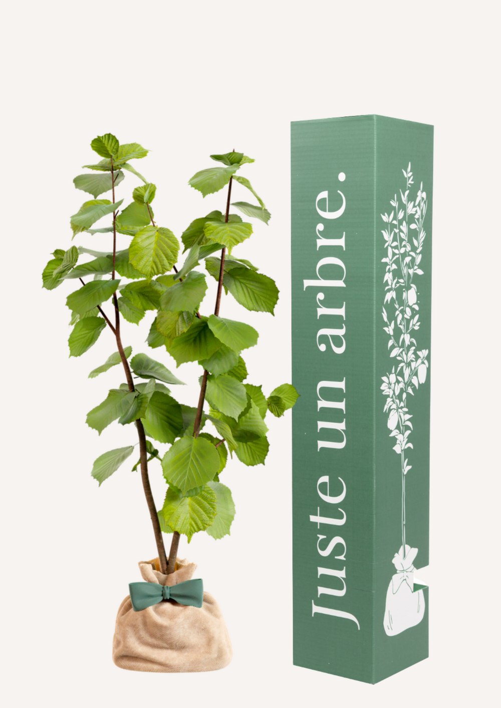 Noisetier | offrez un arbre pour célébrer les grands moments de vie (naissance, mariage). Un cadeau unique.