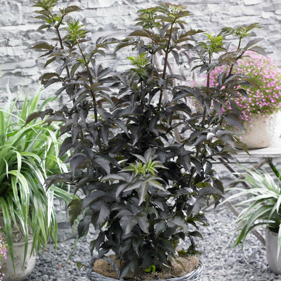 Sureau noir black tower® 'eiffel1', sambucus pot de 4l - 40/60 cm