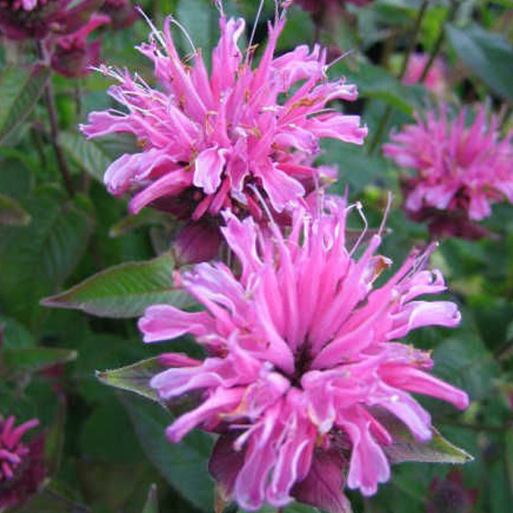 6 x monarde 'twins' - monarda 'twins' - godet 9cm x 9cm