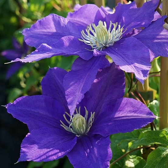 Clématite 'lasurstern' - clematis 3l - 60/90cm