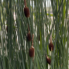 Typha minima - godet 8 (8cm x 8cm x7cm, 300 ml) hauteur 50 cm