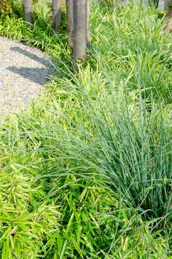 Lot de 4 - fargesia rufa - h60 cm - ø19 cm