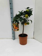 Citrus sinensis adulte (oranger)   blanc - taille pot 180l - 200/250cm - peri 60/70