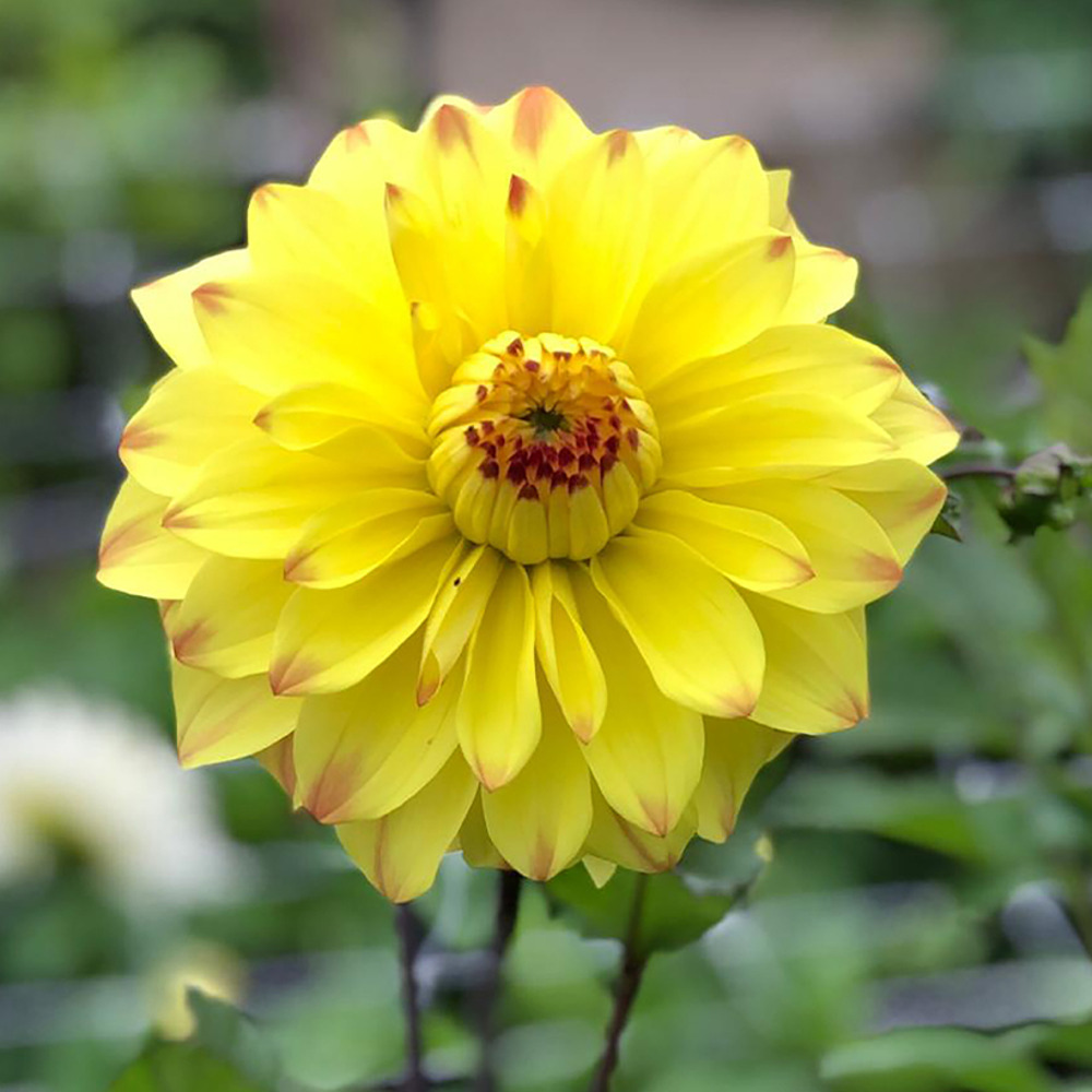 Dahlia anémone 'parasol' bulbe calibre i