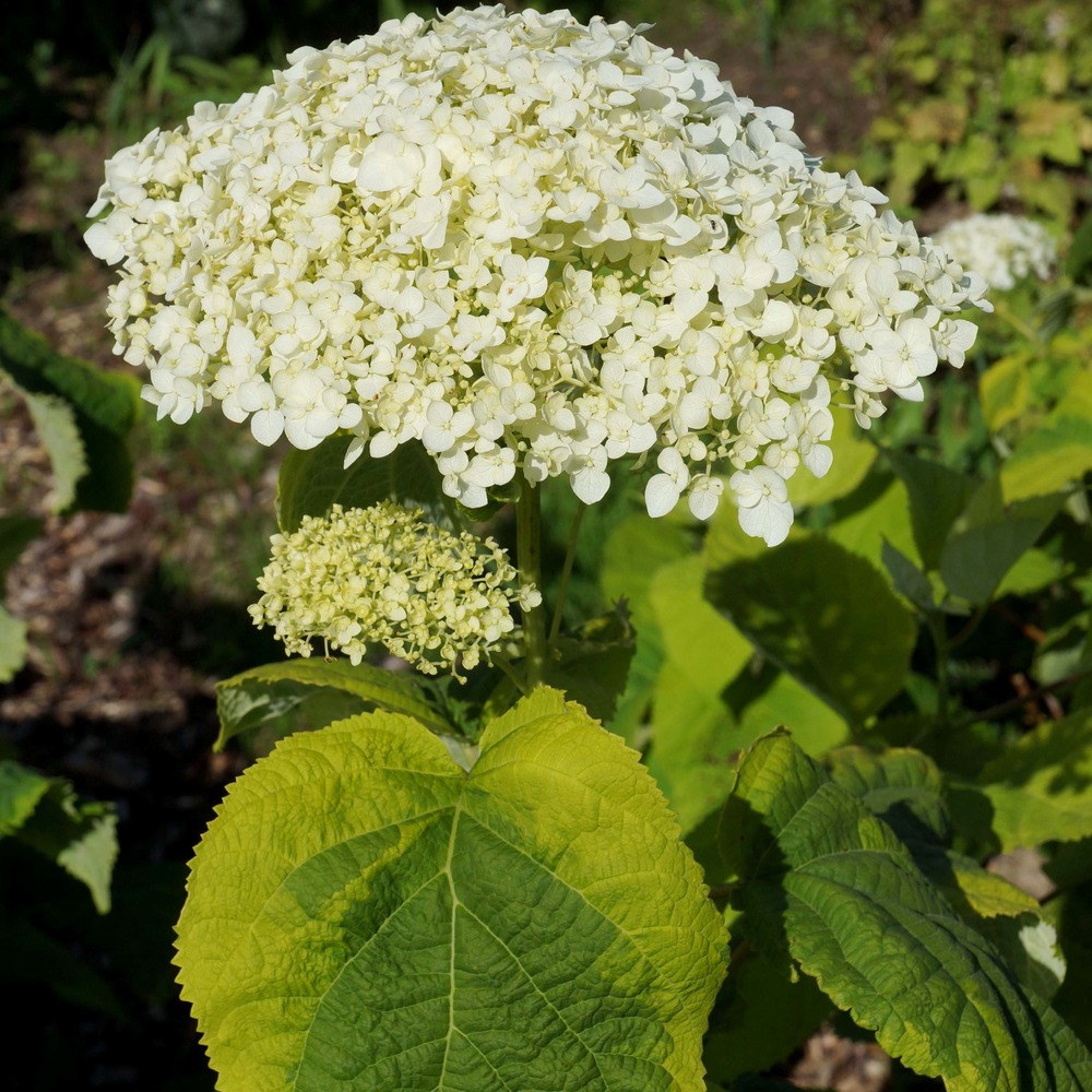 Hortensia de virginie 'golden annabelle' pot de 3l/4l