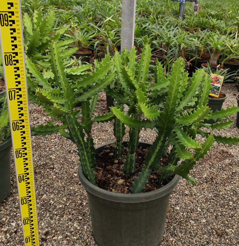Euphorbia lactea pot de 25l - 80/100cm