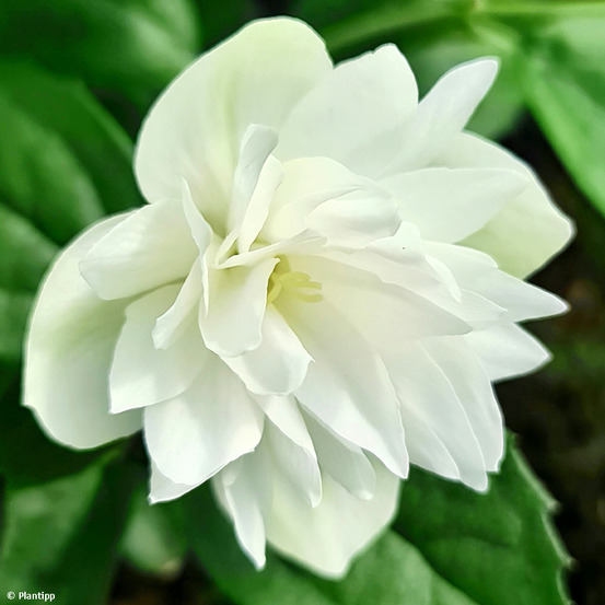 Seringat 'pearls of perfume' pot de 4l/5l