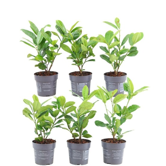 Prunus laurocerasus 'rotundifolia' - lot de 6