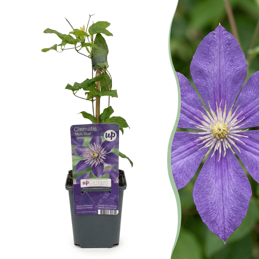 6x clématite 'multi blue' - bleu - grimpante - ø9cm - ↕35cm - plante d’extérieur
