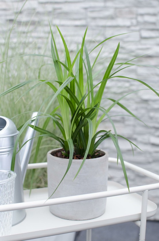 3x - carex morrowii 'irish vert' - h30 cm - ø14 cm