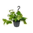 Pothos suspendus - epipremnum aureum - ↕ 30-40 cm - ⌀ 21 cm - plante d'intérieur