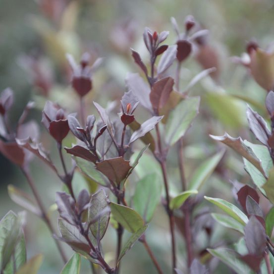 Osmanthe à feuilles variables 'purpureus' pot de 3l/4l