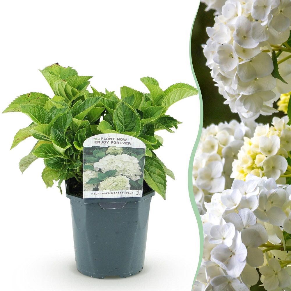 Hortensia de jardin - pot 17 cm - hauteur 30 cm - bleu - plante d'extérieur