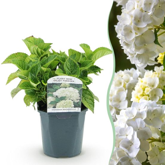Hortensia de jardin - pot 17 cm - hauteur 30 cm - bleu - plante d'extérieur