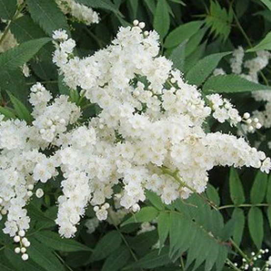 2 x sorbaria sorbifolia - sorbaria sorbifolia - 40-60 cm pot