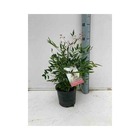 Nandina domestica (bambou sacré) taille pot de 6 litres -60/80 cm -   rouge