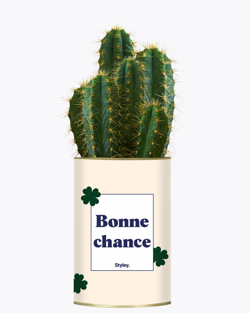 Idée cadeau - bonne chance - cactus