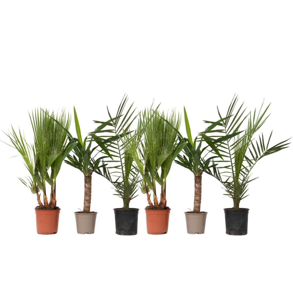 Mélange de palmiers d'intérieur - set de 6 - indoor palmmix - h50-70cm - ⌀14cm