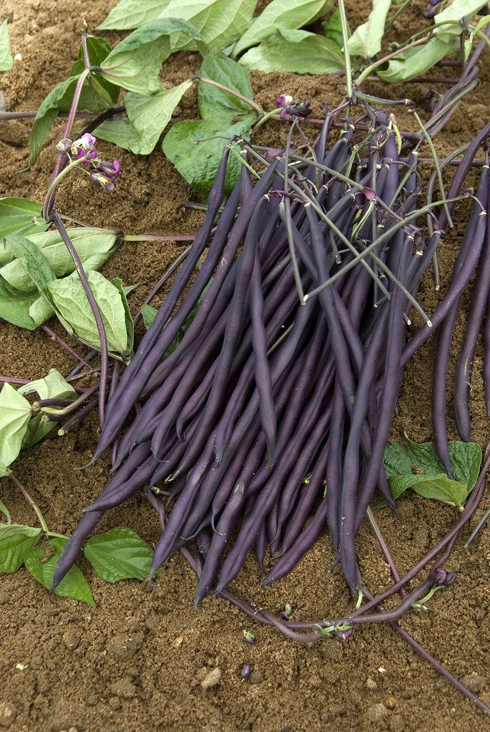 Haricot a rames carminat - 150 g