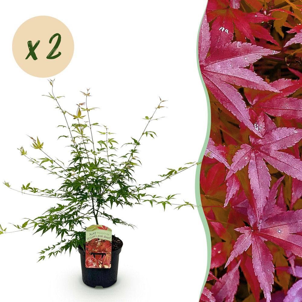 Érable du japon 'pink dwarf' - lot de 2 - pot 19 cm - hauteur 70 cm