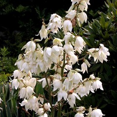 Yucca filamentosa godet de 8/9 cm