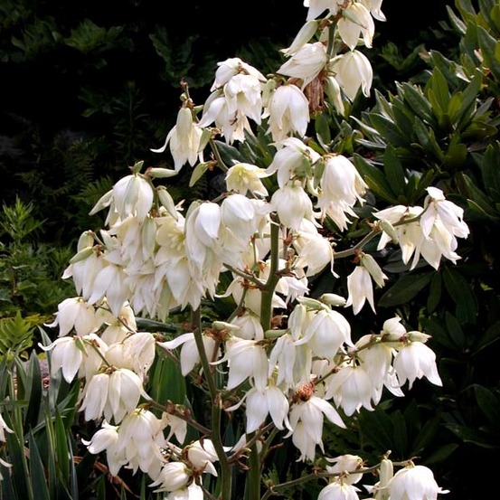 Yucca filamentosa godet de 8/9 cm