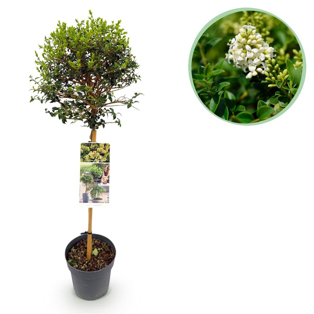 Troène - pot 19 cm - hauteur 90 cm